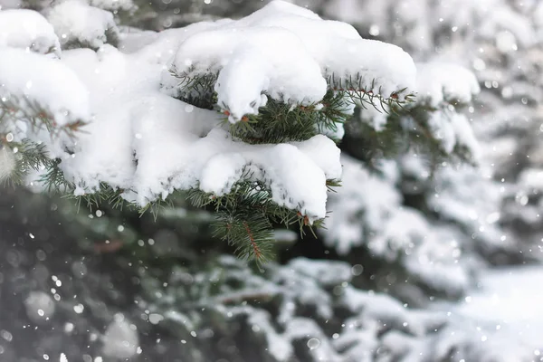 冬のモミの木雪 — ストック写真