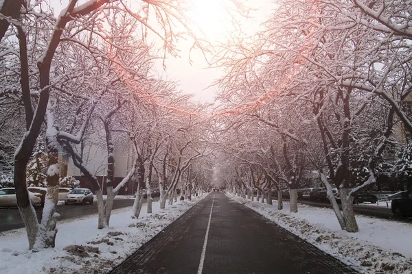 Deptak droga drzewo zima — Zdjęcie stockowe
