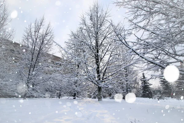 Paisaje ramas desnudas en invierno —  Fotos de Stock