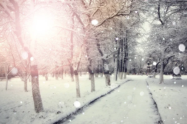 Trottoir winter bomen takken — Stockfoto