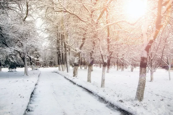 Parque callejón árbol camino invierno —  Fotos de Stock