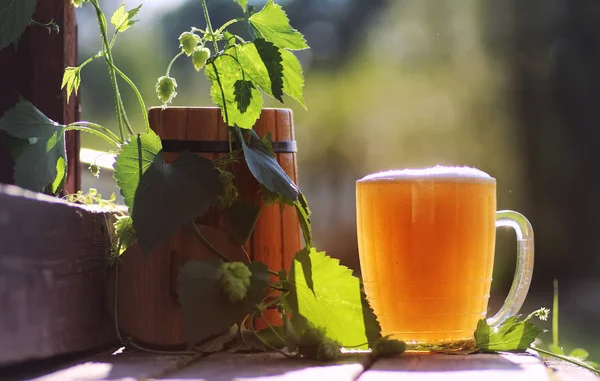 Bardak bira ahşap hop doğa — Stok fotoğraf