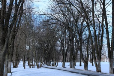 Tezcan peyzaj ağaç bahar