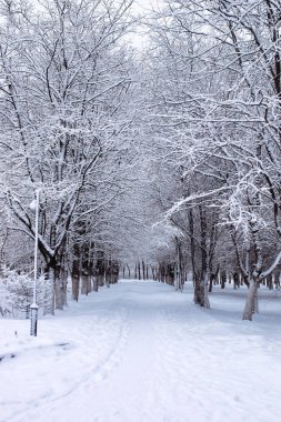Kış karlı ilk gününde kentsel central park