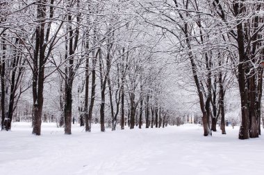 Kış karlı ilk gününde kentsel central park