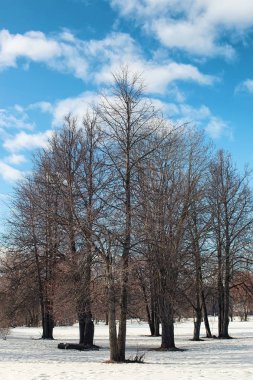 Erimiş kar manzarası ağacı