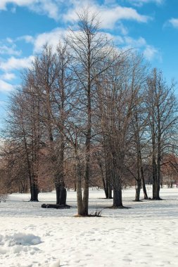 Erimiş kar manzarası ağacı