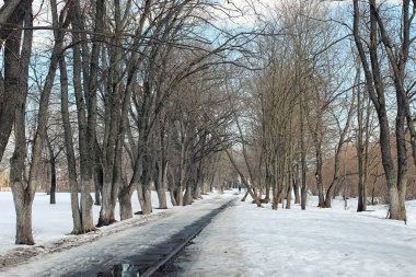Erimiş kar manzarası ağacı