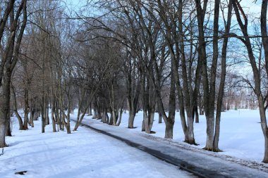 Tezcan peyzaj ağaç bahar