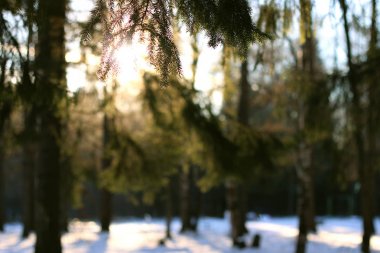 kış orman ağacı dalları