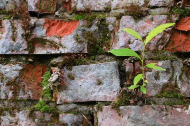 eski kırmızı tuğla duvar