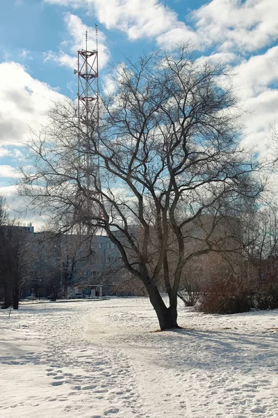 Erimiş kar manzarası ağacı — Stok fotoğraf