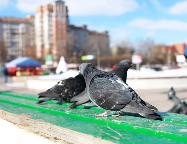 Doves on the background of the city — Stock Photo, Image