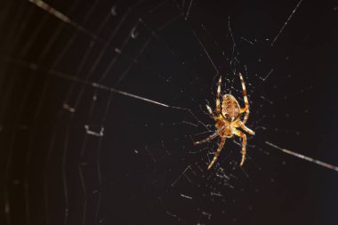 Web 'de makro örümcek