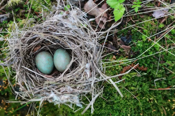 Nid d'oiseaux dans la nature — Photo