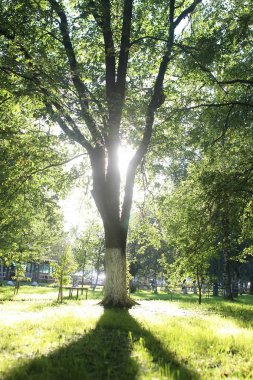 Park yaprak güneş