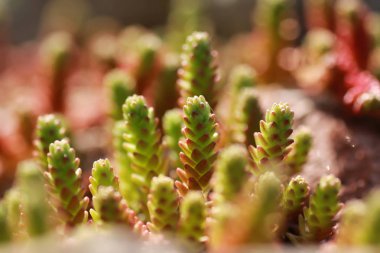 Bahar çim ve çiçek