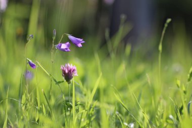 çiçek alanında Güneş'ten ışık