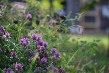 çiçek alanında Güneş'ten ışık