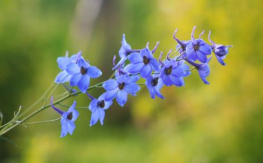 renkli çiçek günbatımı alanında