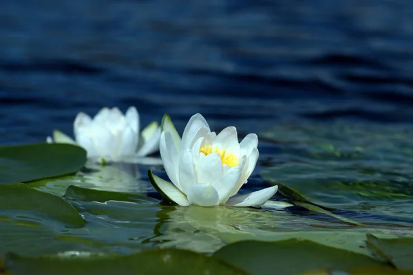 Nénuphar blanc — Photo