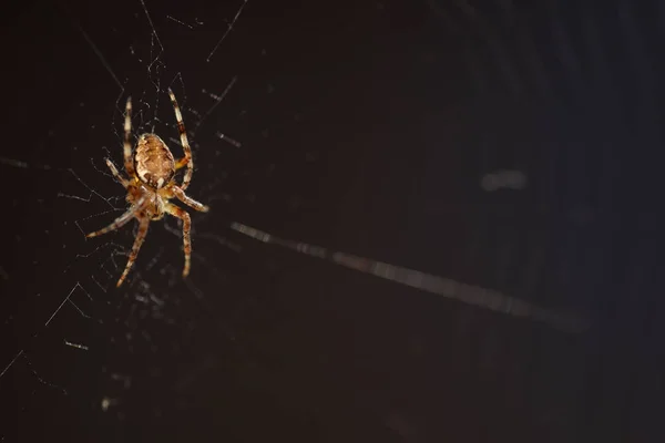网络上的大型蜘蛛 — 图库照片