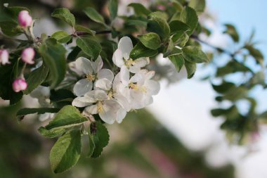 elma ağacı ile parlak beyaz çiçek çiçeklenme