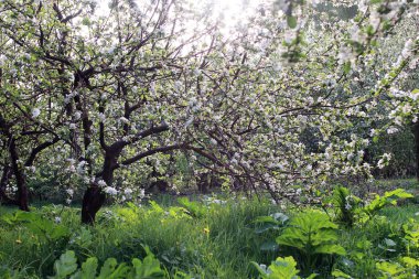 Erken Bahar çiçekli elma ağacı parlak beyaz çiçekli