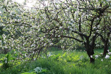 elma ağacı ile parlak beyaz çiçek çiçeklenme