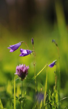 renkli çiçek günbatımı alanında