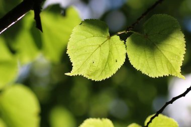 yaprak ağaç arka plan arka ışık güneş ışığı