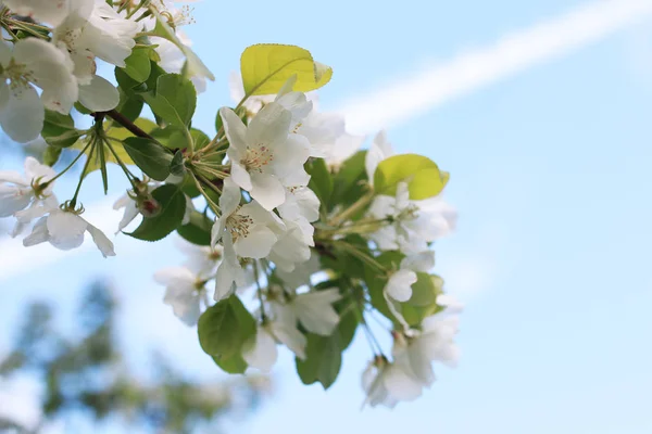 Kwitnienia jabłoni z jasne białe kwiaty — Zdjęcie stockowe