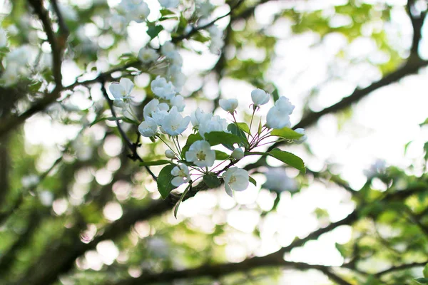 All'inizio della primavera melo fiorito con fiori bianchi luminosi — Foto Stock