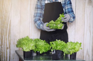 Önlüklü ve eldivenli sakallı adamın elinde bir kase taze yeşil S var.