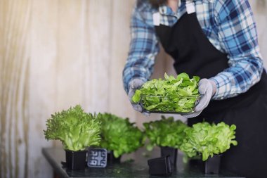 Önlüklü ve eldivenli sakallı adamın elinde bir kase taze yeşil S var.
