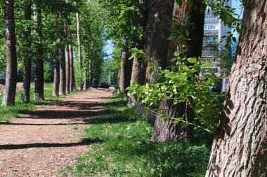 Sokak ortasında bahar çiçek yaprakları ile kavak