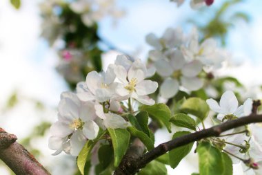 Erken Bahar çiçekli elma ağacı parlak beyaz çiçekli