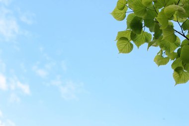 Taze yeşil ağaçların üzerinde açık mavi gökyüzü bırakır.