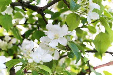 Erken Bahar çiçekli elma ağacı parlak beyaz çiçekli