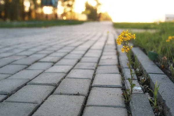 Flori care cresc prin piatra de pavaj la apusul soarelui — Fotografie, imagine de stoc
