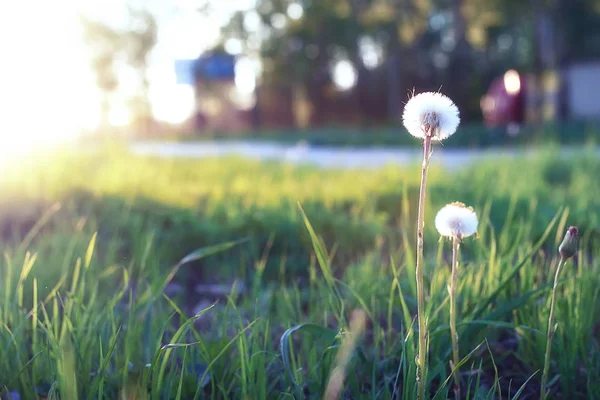 Vilda blommor på en grön äng under våren kväll sunset timme — Stockfoto