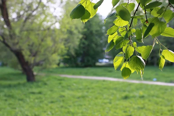 Parque na cidade, brotos jovens de árvores na primavera — Fotografia de Stock