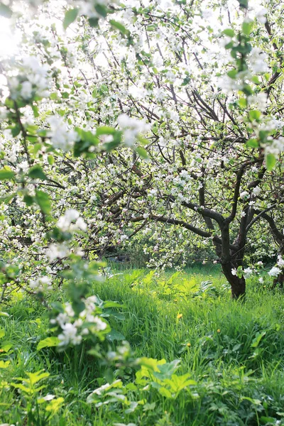 Pommier à fleurs blanc vif — Photo