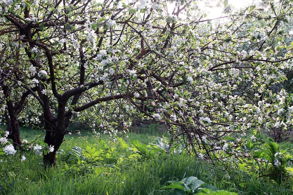 Ранней весной цветущая яблоня с яркими белыми цветами — стоковое фото