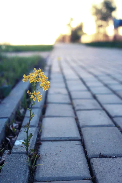 Pequena flor crescendo através da pedra de pavimentação ao pôr do sol Imagem De Stock