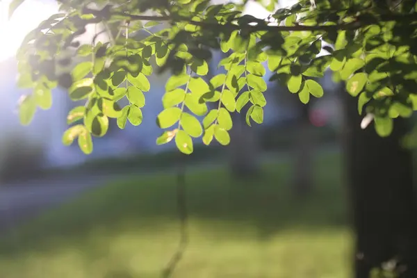 Park yaprak güneş — Stok fotoğraf