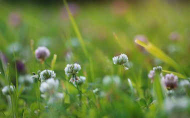 renkli çiçek günbatımı alanında