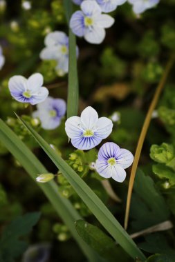 bir alandaki vahşi bahar çiçek