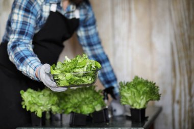 erkekte önlük ve eldiven tutar bir tabak taze yeşil salatası