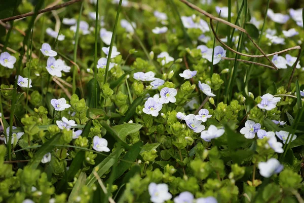 Wild spring flower in a field — Stock Photo, Image